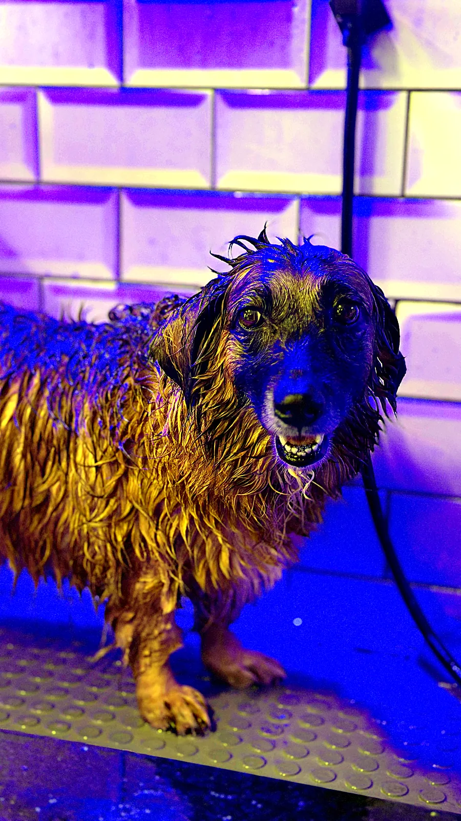 Banho de Dachshund com água ozonizada no Pico Animal em Curitiba