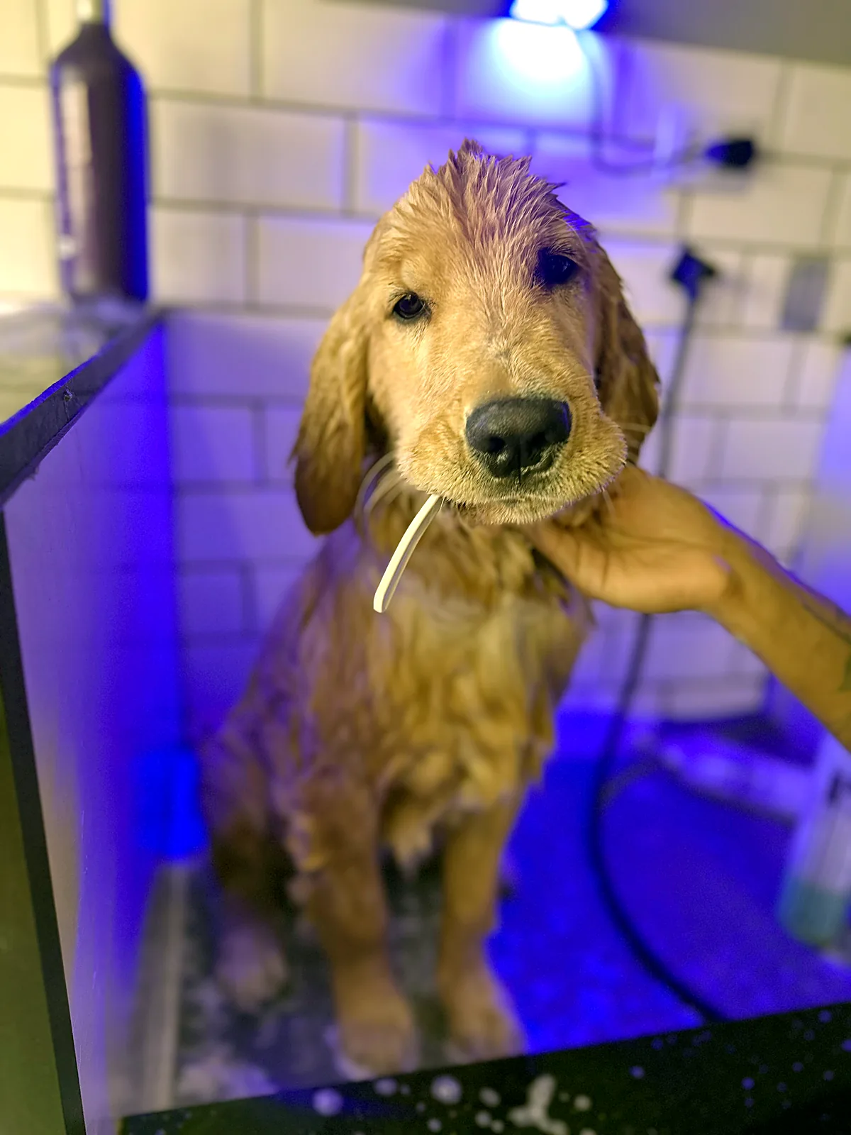 Banho de Golden Retriever com água ozonizada no Pico Animal em Curitiba