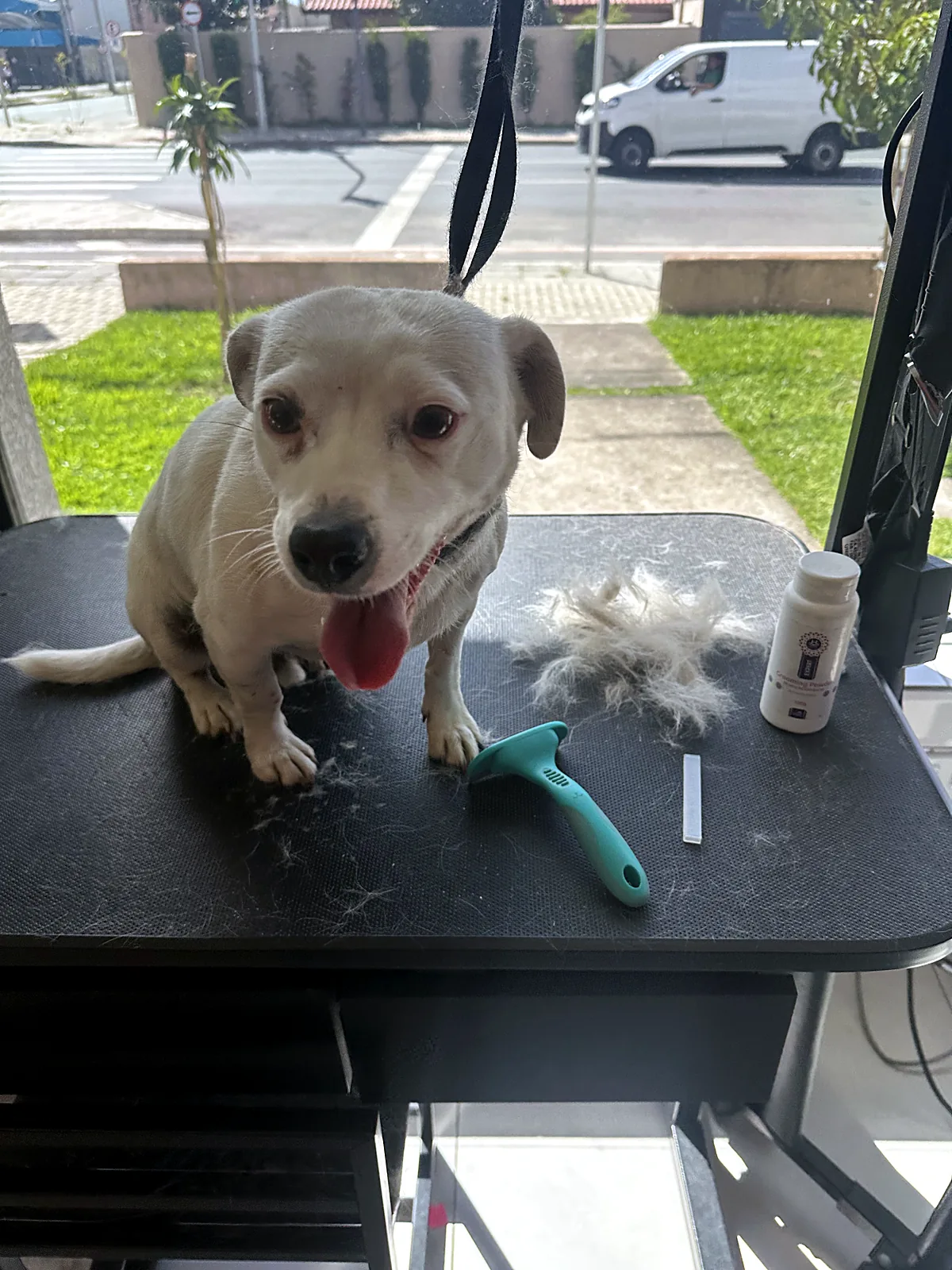 Carding de cão sem raça definida no Pico Animal em Curitiba