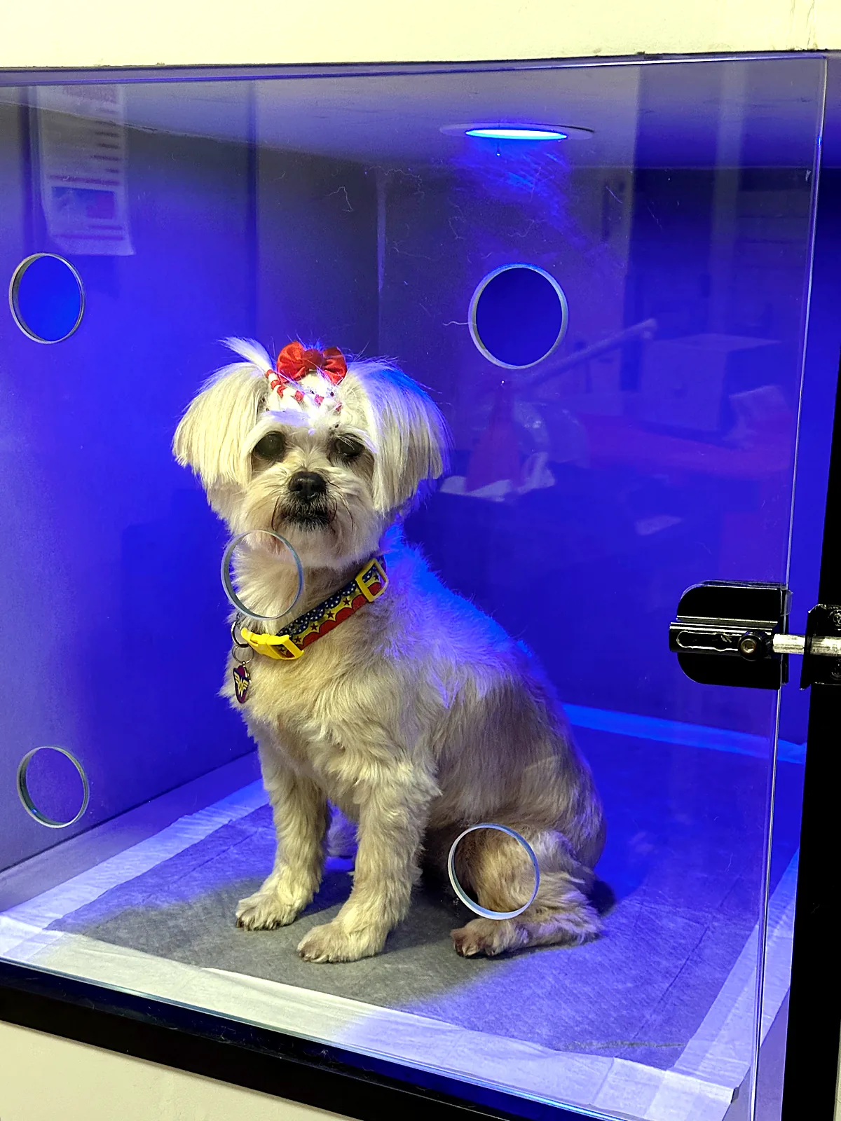 Shih Tzu na cabine com cromoterapia do Pico Animal em Curitiba