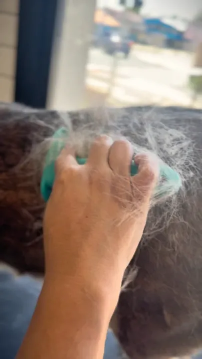 Ferramenta de carding removendo subpelo morto de cão no Pico Animal