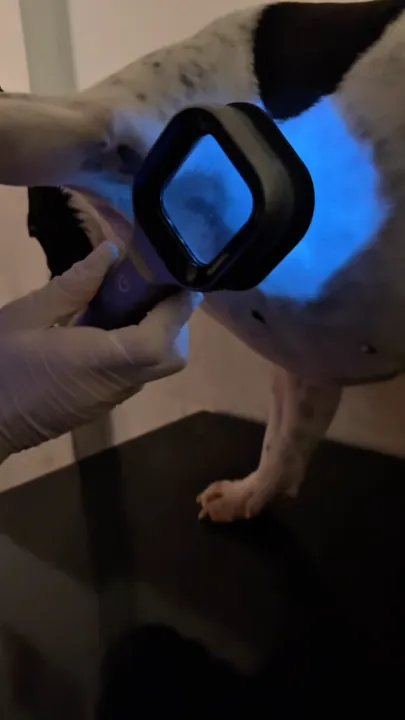 Exame dermatológico com lâmpada de Wood em consulta veterinária