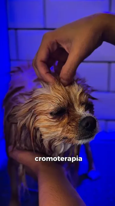 Cão no banho com cromoterapia e água ozonizada no Pico Animal