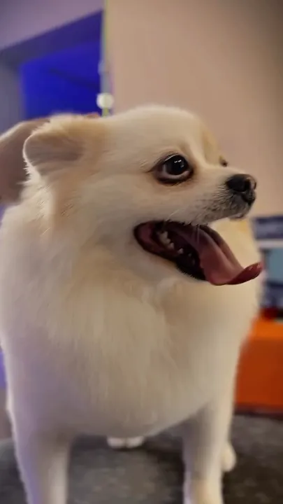 Spitz alemão branco finalizado após trimming no Pico Animal