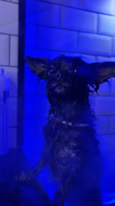 Cão recebendo vapor de ozônio na cabine do Pico Animal
