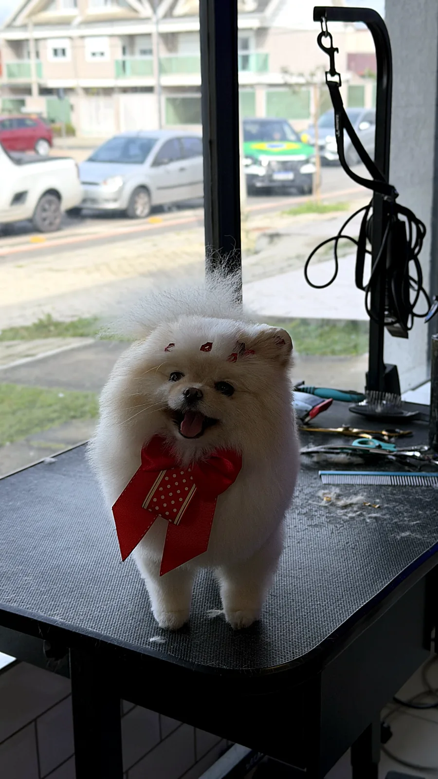 Spitz branco depois da tosa no Pico Animal em Curitiba
