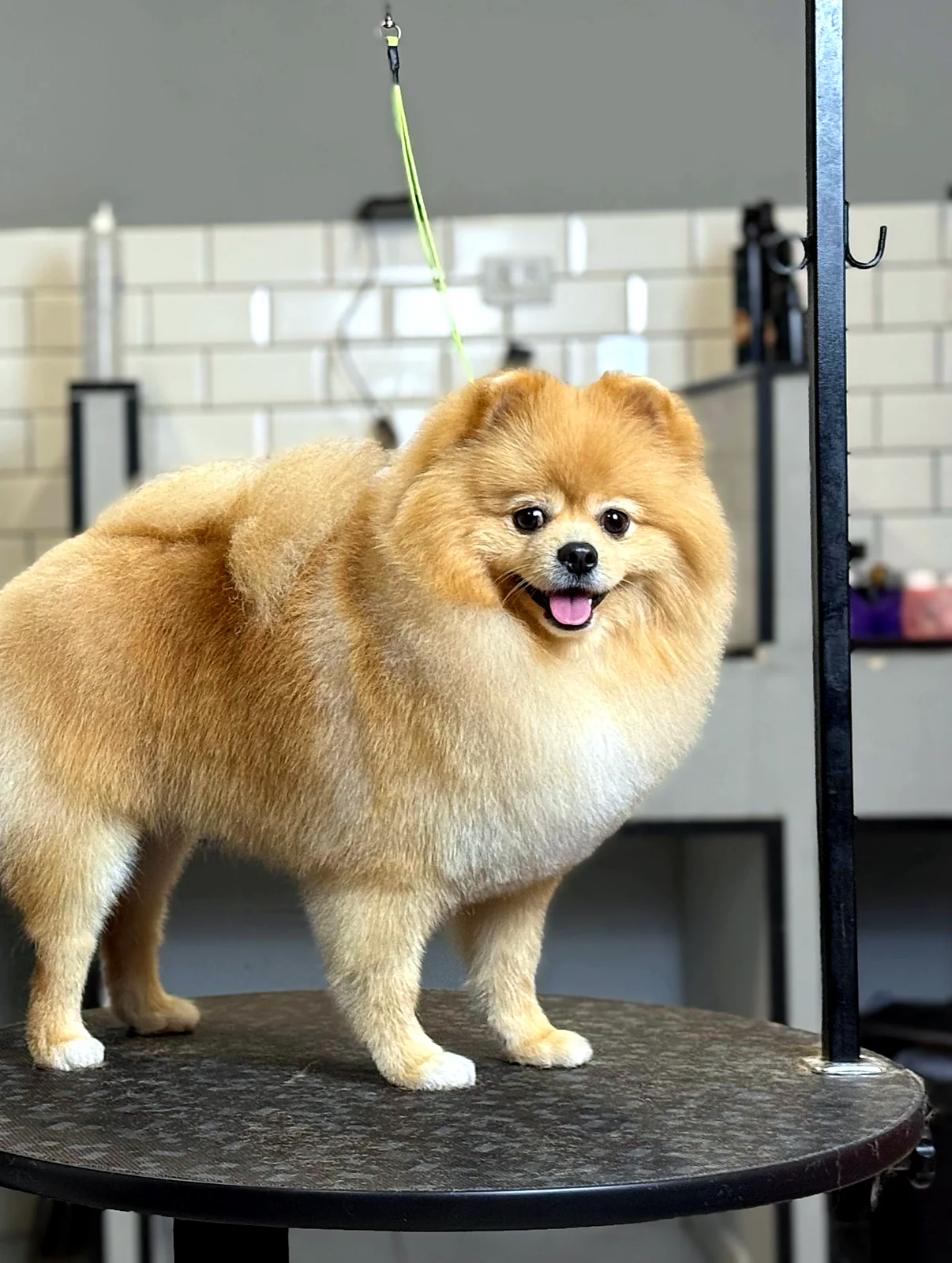 Spitz alemão após trimming na mesa de tosa do Pico Animal, Capão da Imbuia