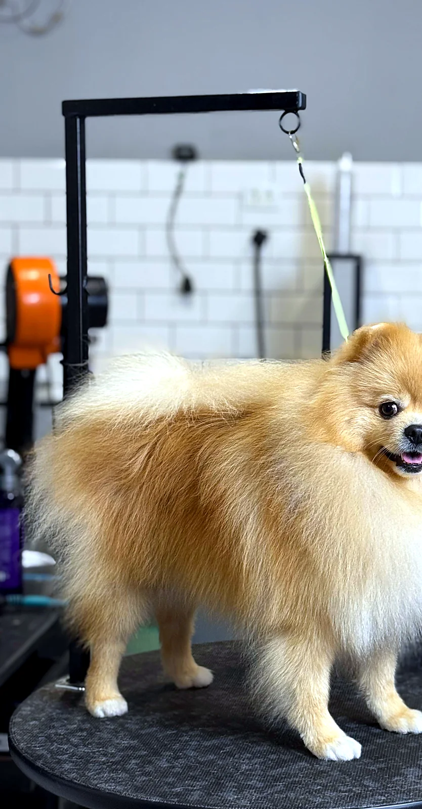 Spitz alemão laranja de perfil, atendido no Pico Animal em Curitiba