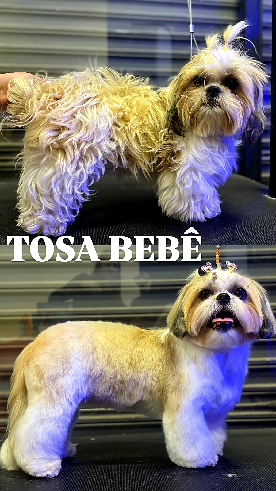 Antes e depois real de tosa bebê em Shih Tzu no Pico Animal em Curitiba