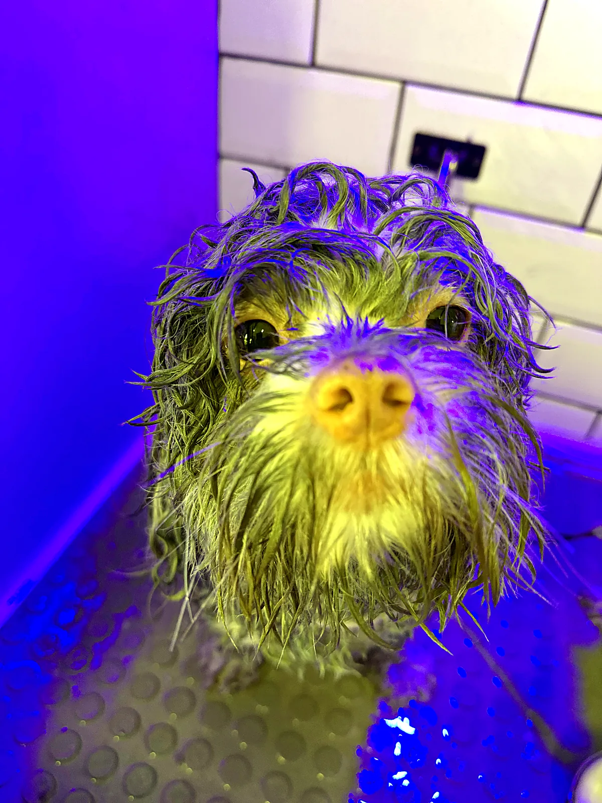 Vapor de ozônio em contato com a pele de um Yorkshire no Pico Animal em Curitiba